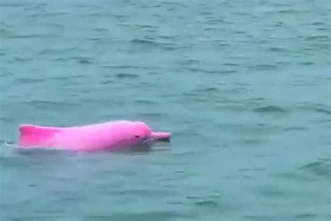 real vs fake pink dolphin clothing|are pink dolphins real.